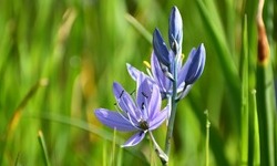 A beautiful Camus flower