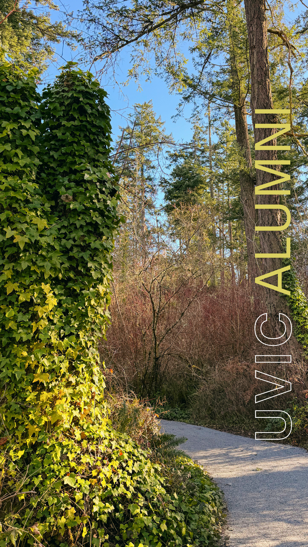 A tree covered in plants, with a view of the chip trail winding off in the distance.
