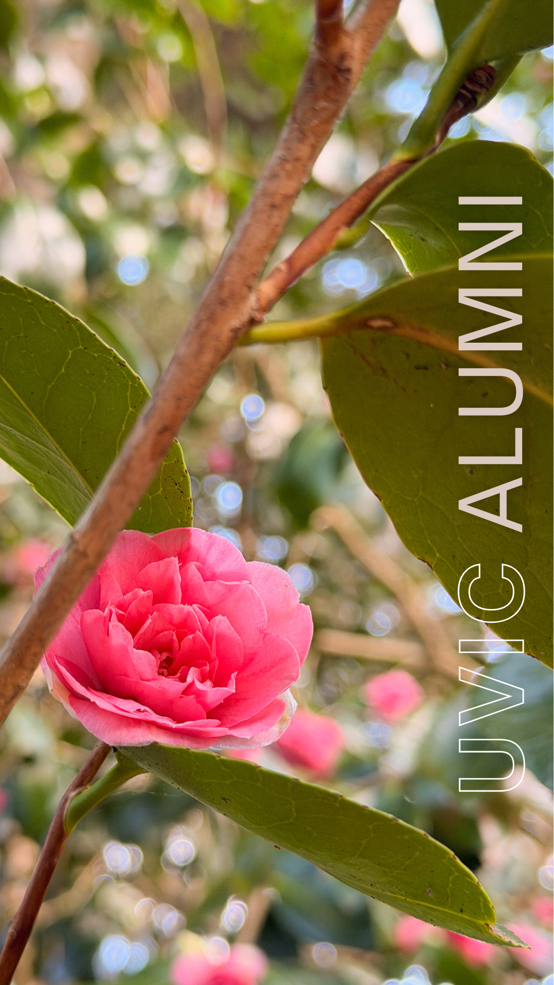 A bright pink flower blooming in Finnerty Garden.