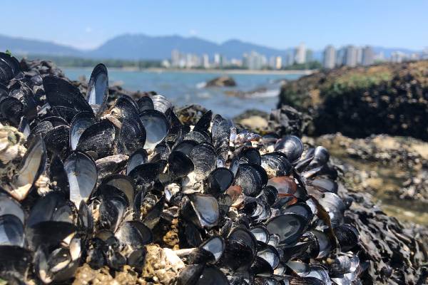 mussels stuck on a rock with the ocean in the background