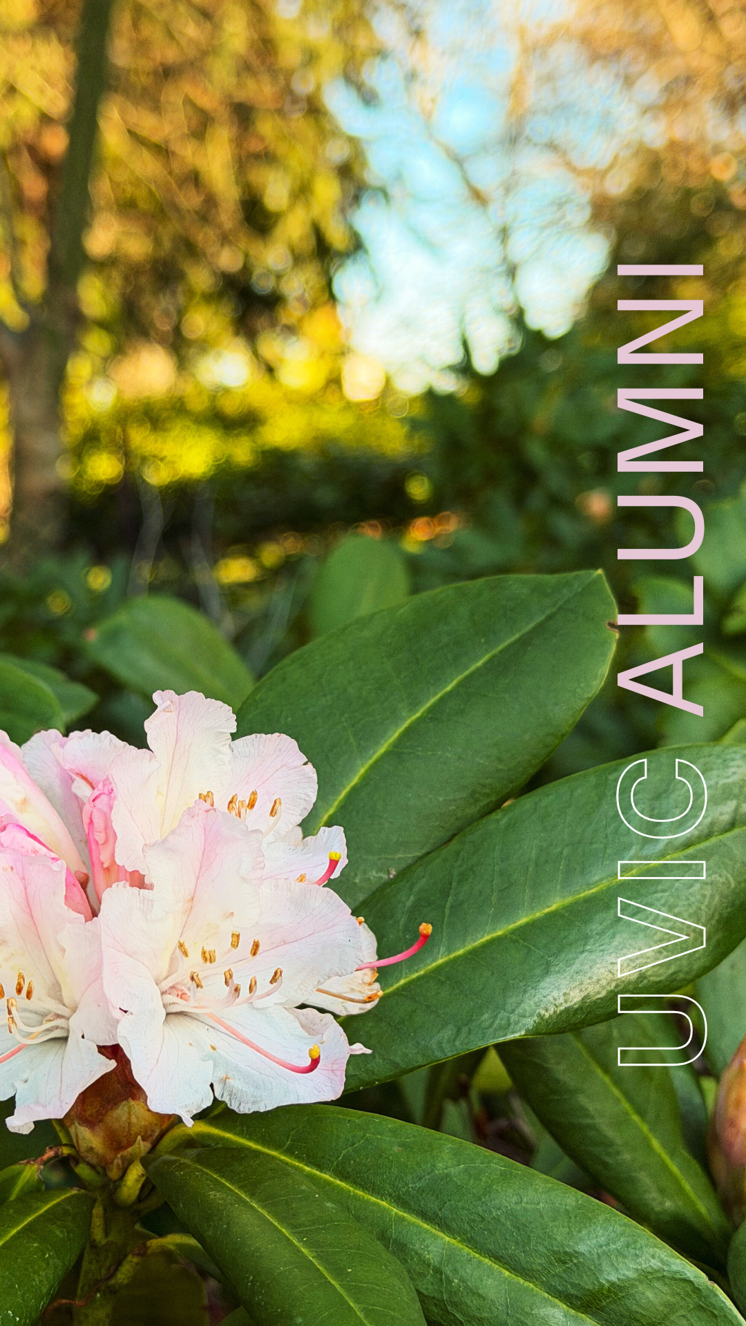 Light pink rhodo blooming in Finnerty Garden.