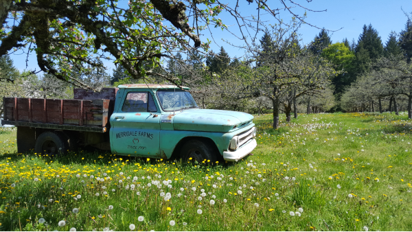 The orchard at Merridale Cidery. The phot also features an old blue truck.