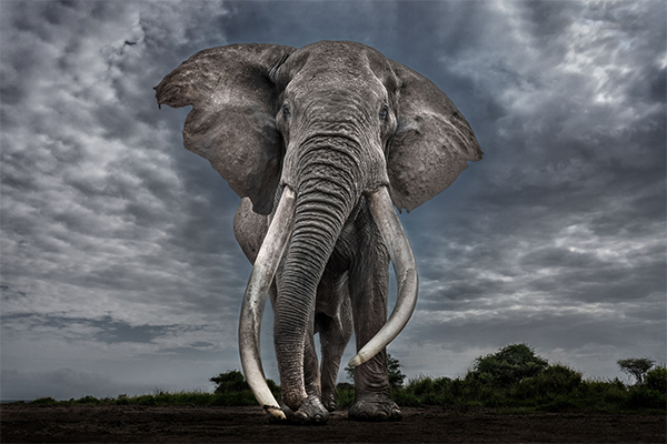 Image of elephant in the wild.