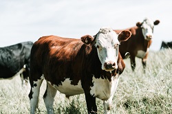 Brown cows in field