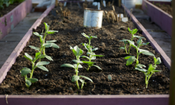 Plants growing in a garden bed